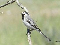 Bachstelze 1 (Motacilla alba)